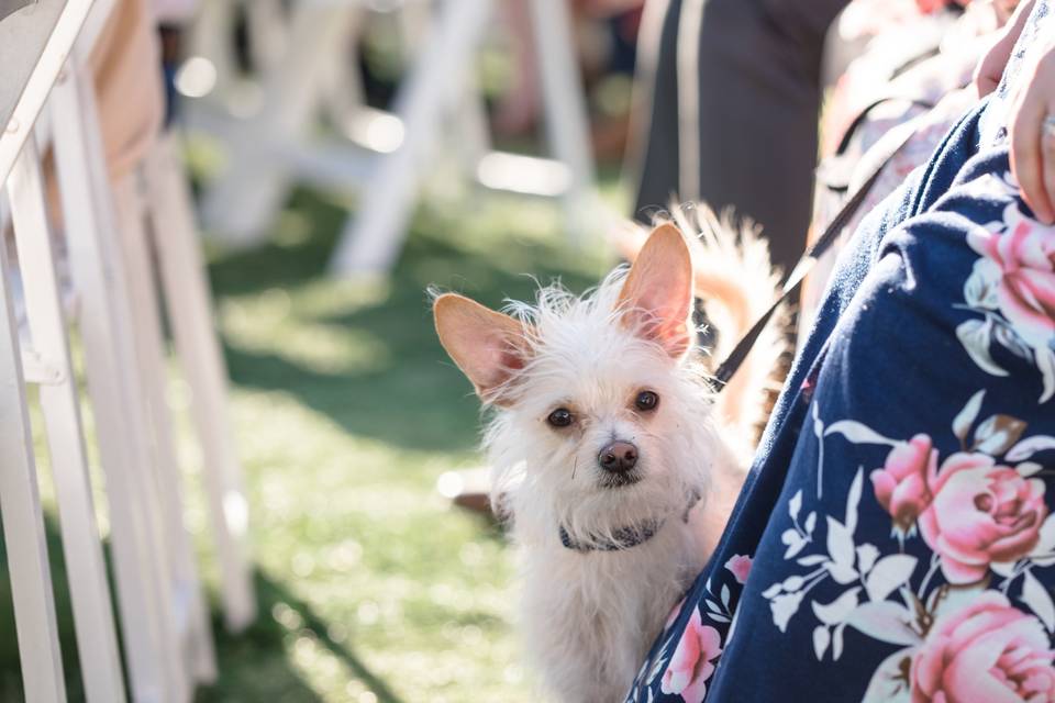 Wedding Tails- PET HANDLER