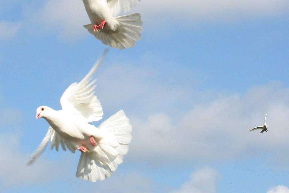 DuvLady White Bird Releases