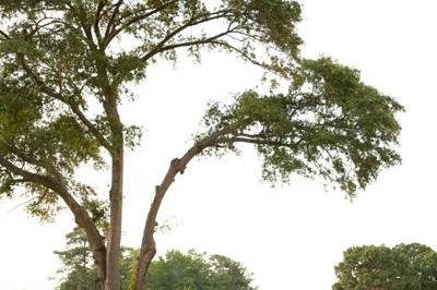 The bride and groom on a beautiful southern lawn.