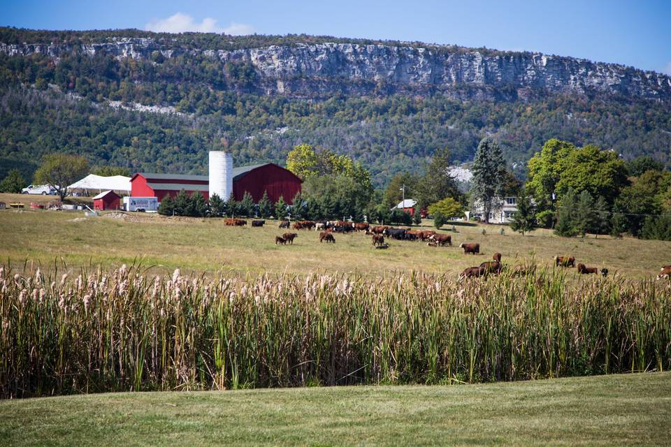 Kiernan Farm