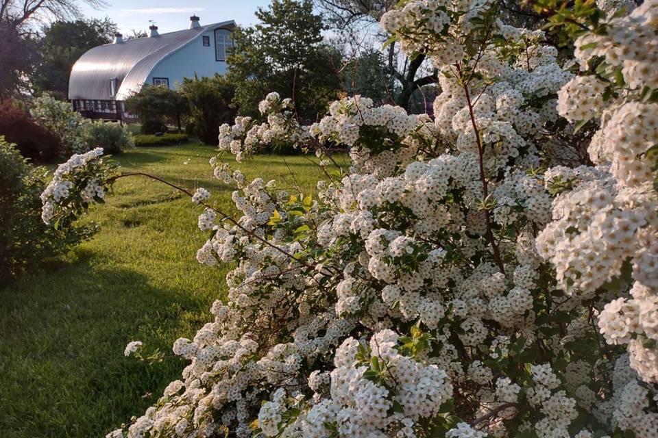 Bridal Wreath + barn
