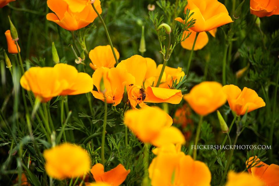 Poppies Ojai CA