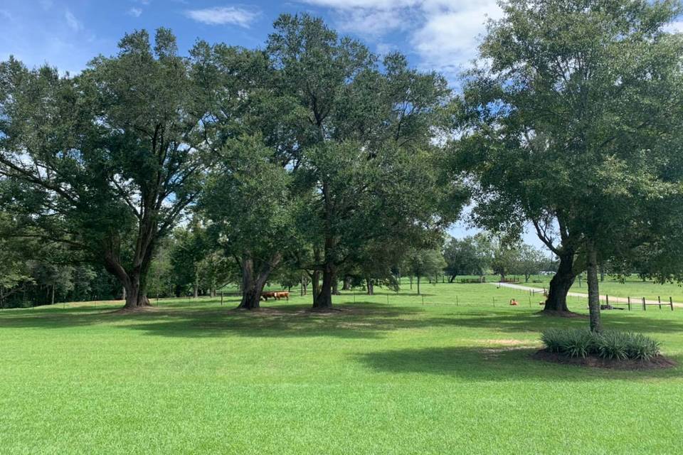 The Venue at Anderson Oaks