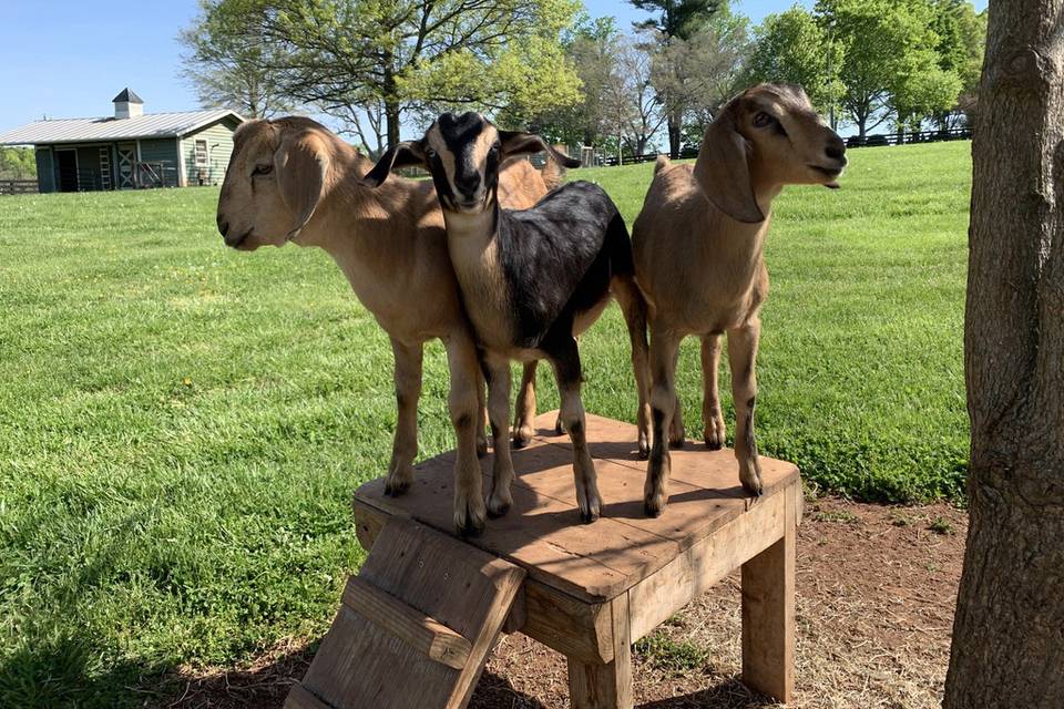 Baby goats