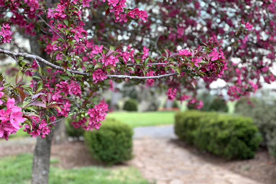 Crabapple path at manor house