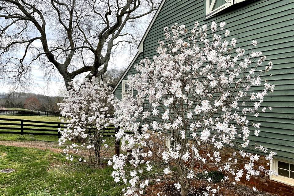 Barn magnolias