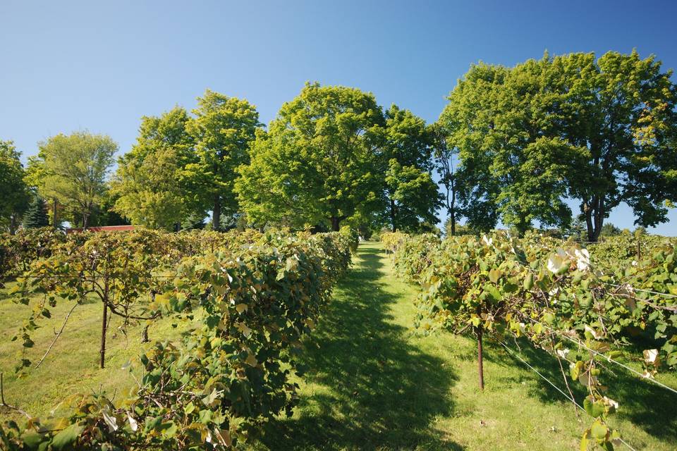 MHCC's manicured grounds, complete with picturesque vinyard on site