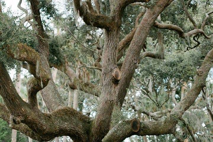 Wedding Tree Setup