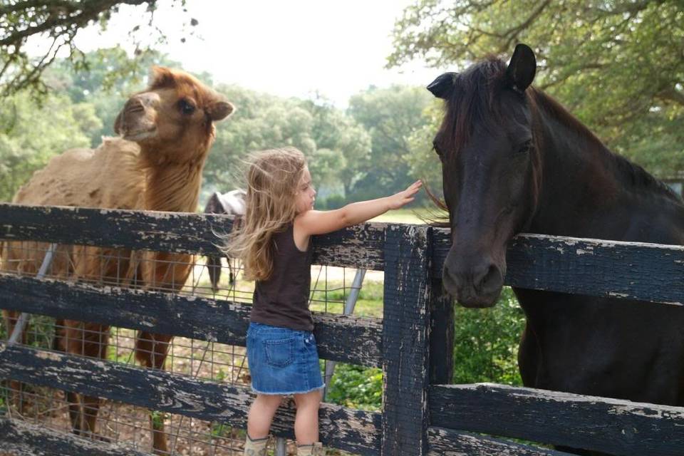 Ranch animals