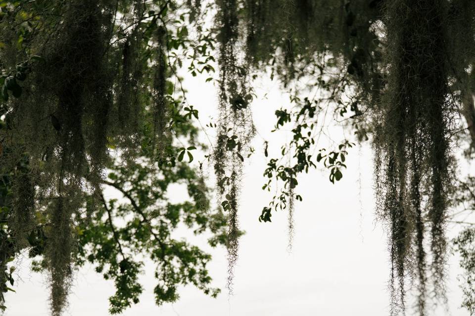 Under Trees