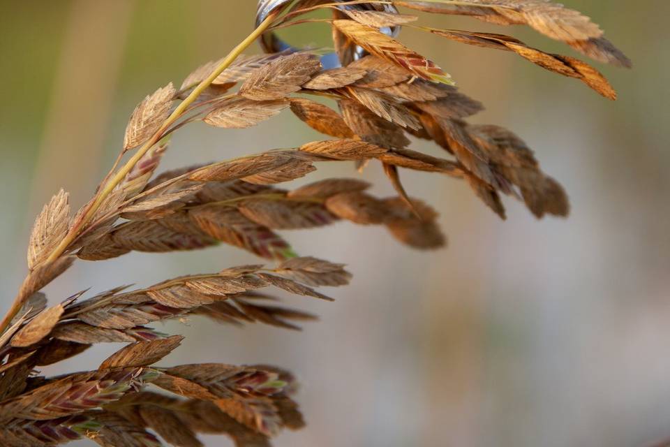 Bands in sea oats