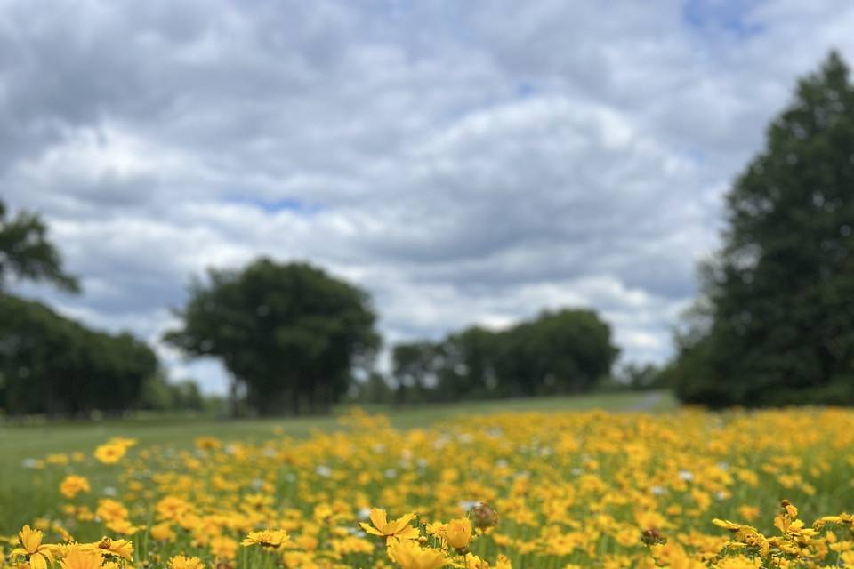Knoll Country Club