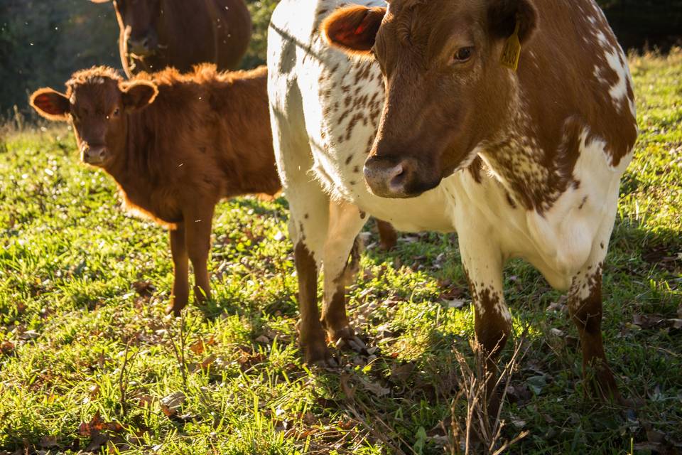 Grazing cattle on the hillside