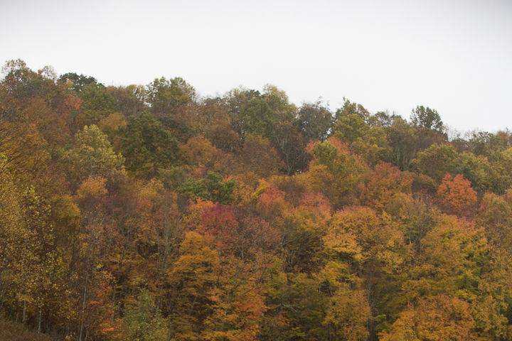 White Fence Farm, Trade, TN