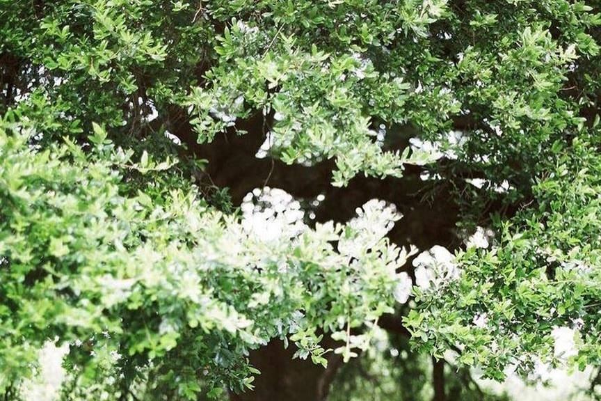 Oak tree backdrop