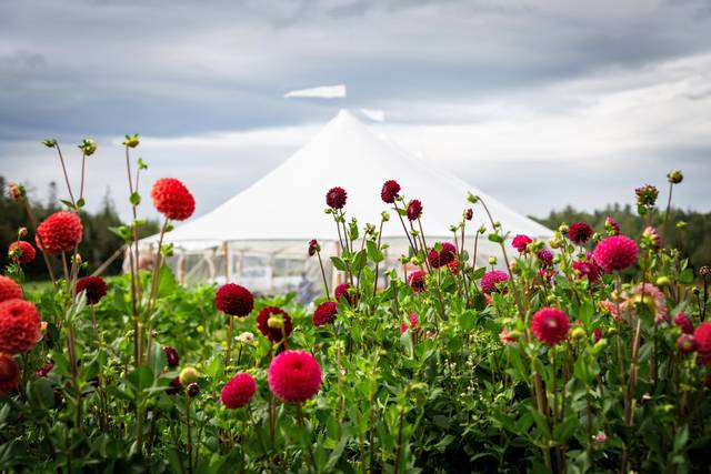 Tent behind dahlia garden