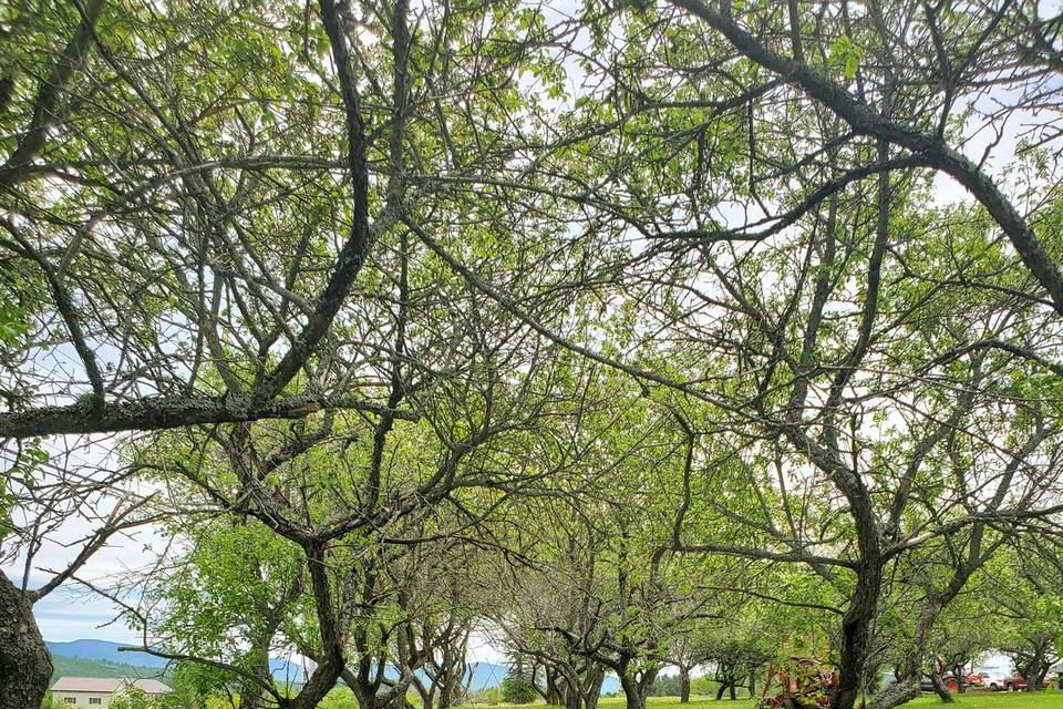 Canopy of Apple Trees