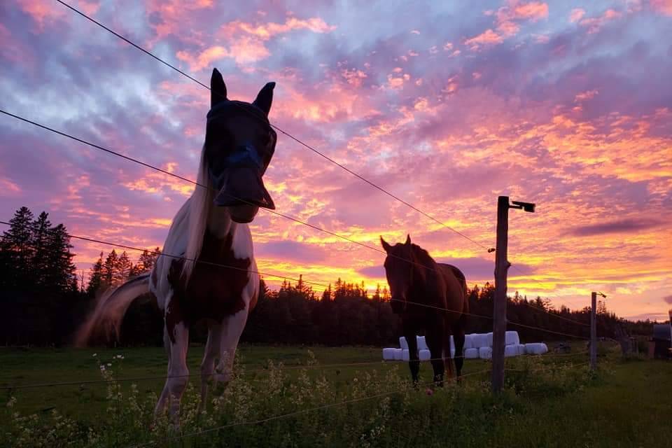 Sunset Pasture