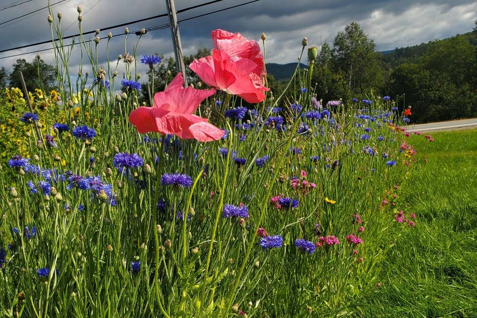 Wildflower Border