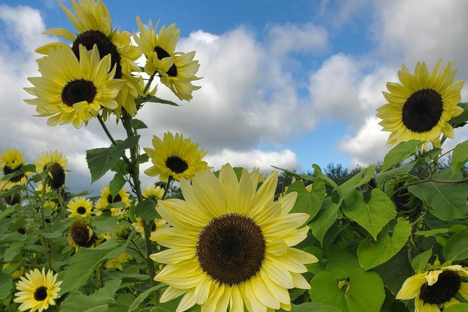 Lemon Sunflower