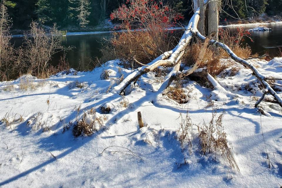 Winter Berries