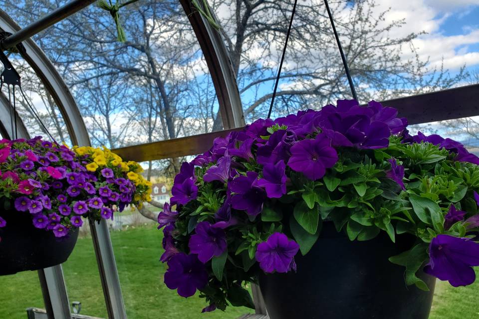 Vibrant Petunias