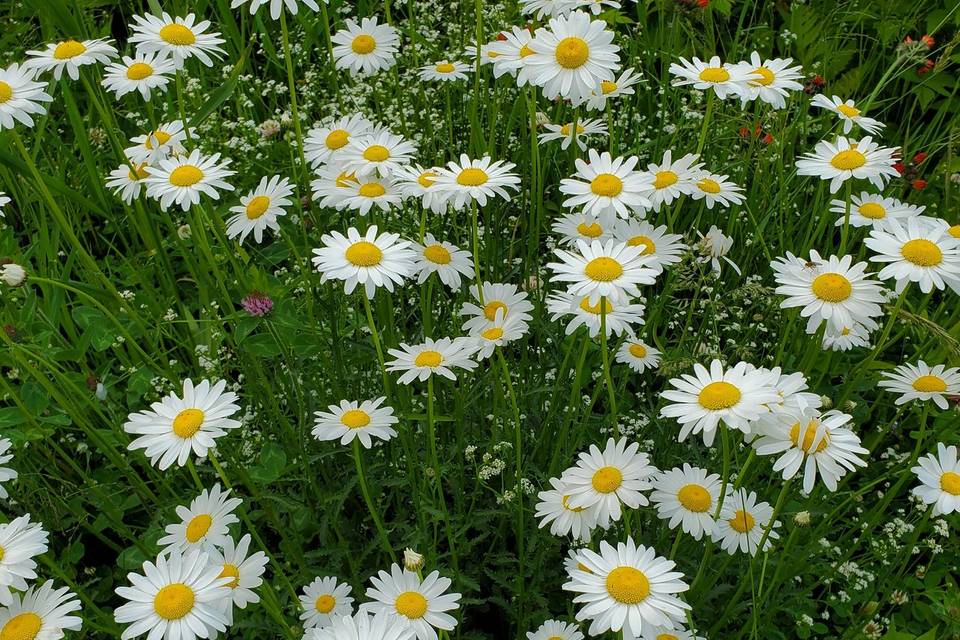 Cheerful Daisies!