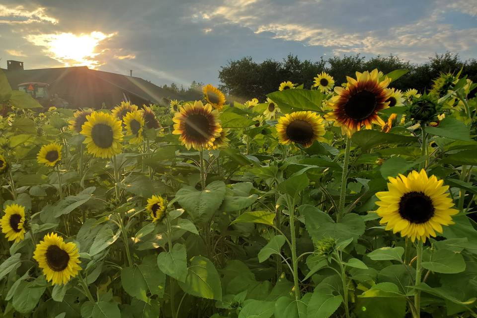 Sunflower Field