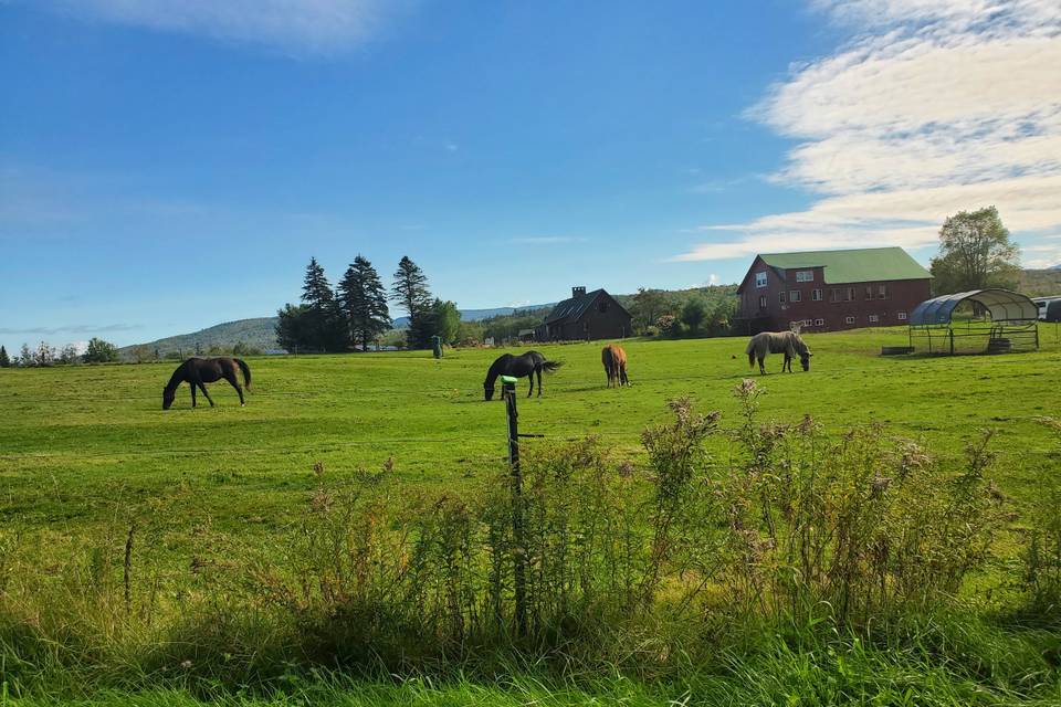 Summer Grazing