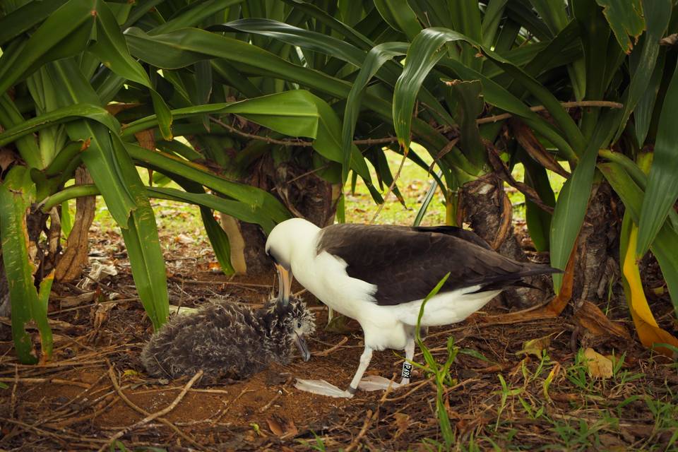 Hawaii Wedding Still Albatross