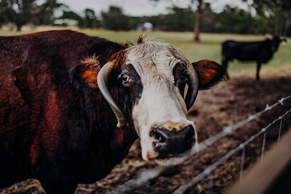 Crooked River Ranch of Myakka