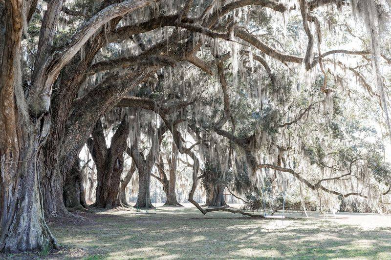 Winding tree limbs