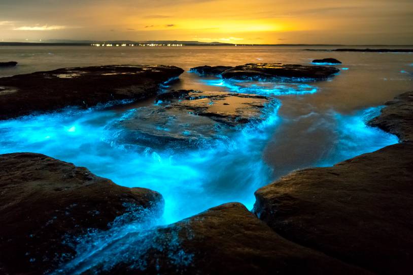 Bioluminescent Beach