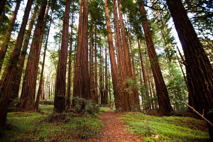 Glen Oaks redwood forest