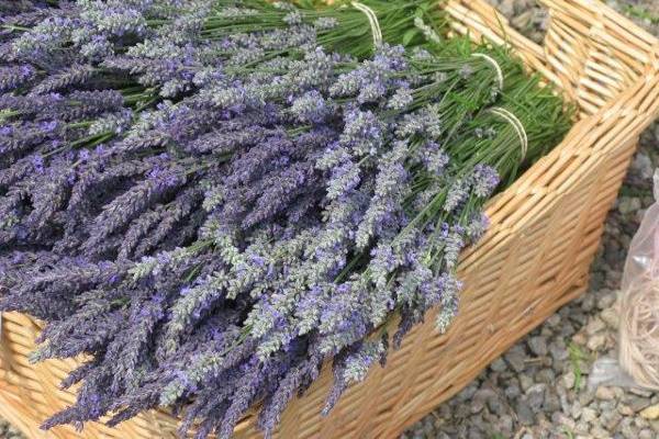 Cape Cod Lavender Farm