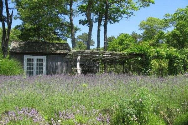 Cape Cod Lavender Farm
