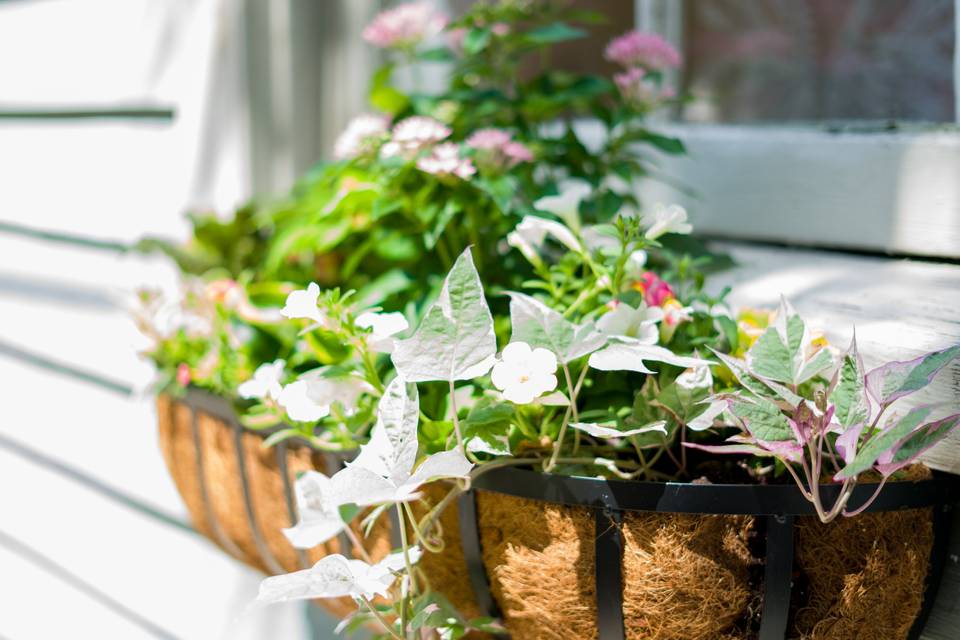 Window Flowers