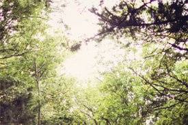 Steph Bidelspach Photography