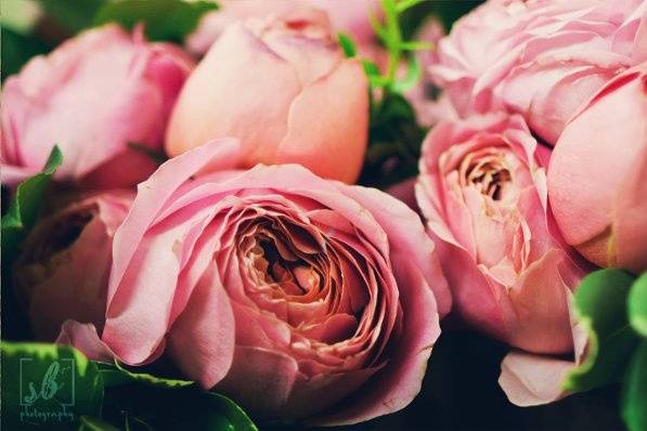 Steph Bidelspach Photography