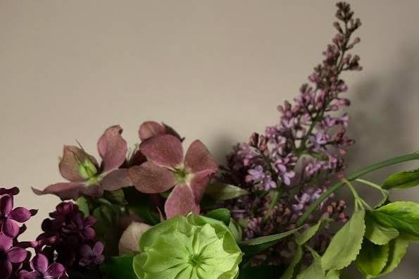 Purple and green hellebore