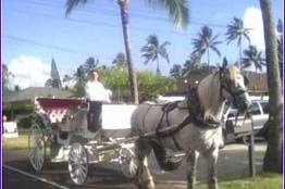 Honolulu Horse and Carriage