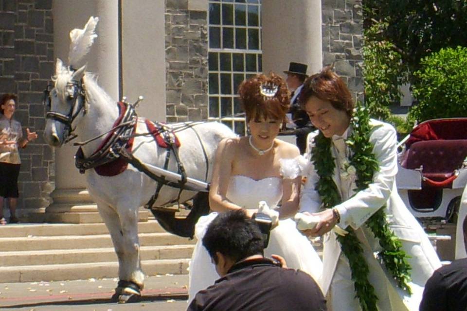 Honolulu Horse and Carriage