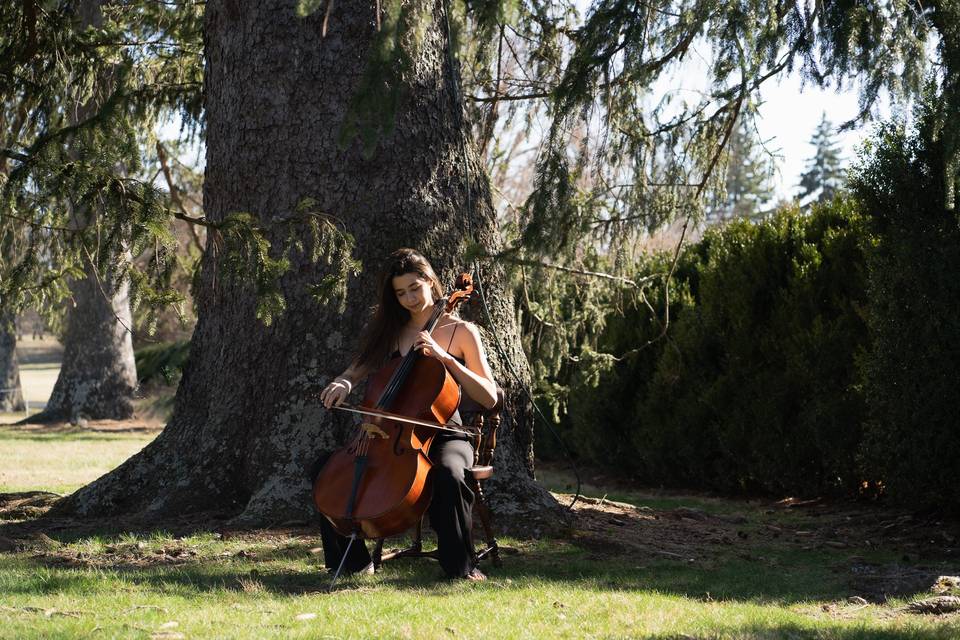 Music under the tree