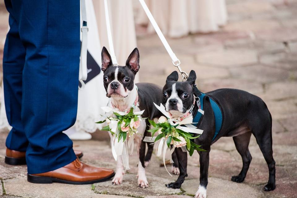 Four legged attendants