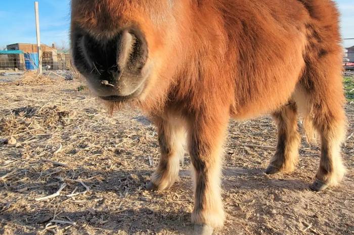 Have a mini horse ring bearer