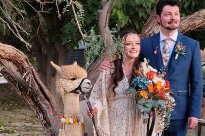Alpaca Furry Friend Weddings