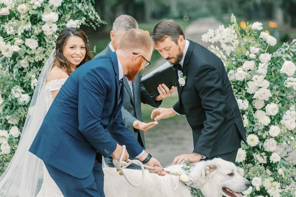 Puppy ring bearer