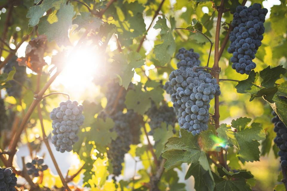 In the vineyards