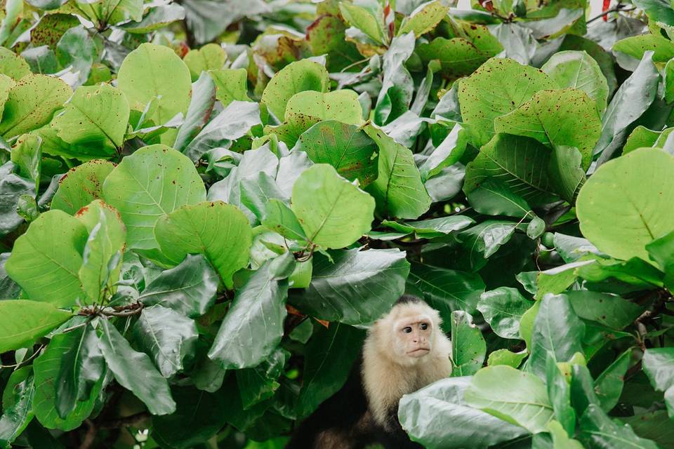 Live the jungle experience.