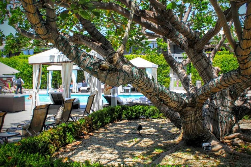 Poolside greenery